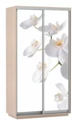 Шкаф-купе двухдверный Экспресс Хит Орхидея белая/Дуб молочный