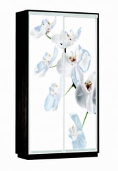 Шкаф-купе в гостиную комнату Экспресс Хит Орхидея белая/Венге