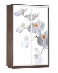 Шкаф-купе двухдверный Экспресс Дуо 1600х2400h Белая орхидея/Венге