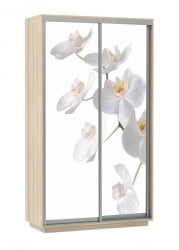 Шкаф-купе двухдверный Экспресс Дуо 1200х2400х Орхидея белая/Ясень шимо светлый / 1200х2400h
